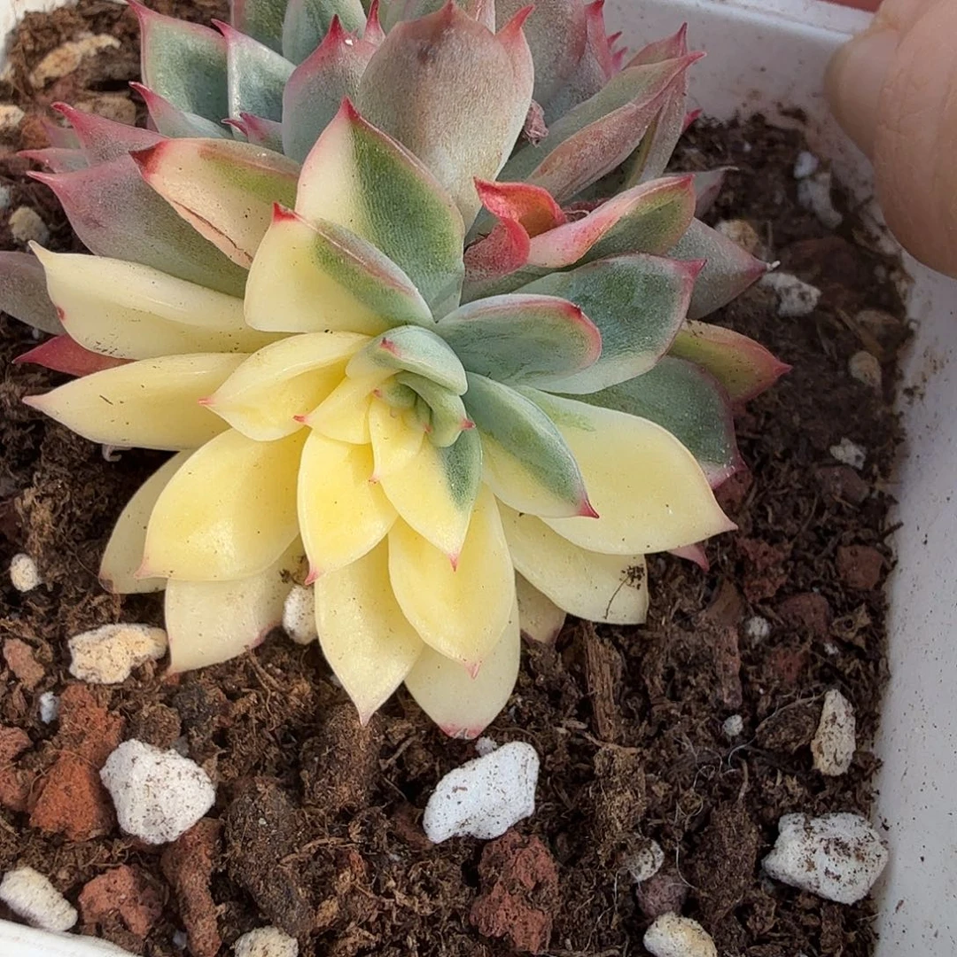 新圣骑兵锦，多肉植物。