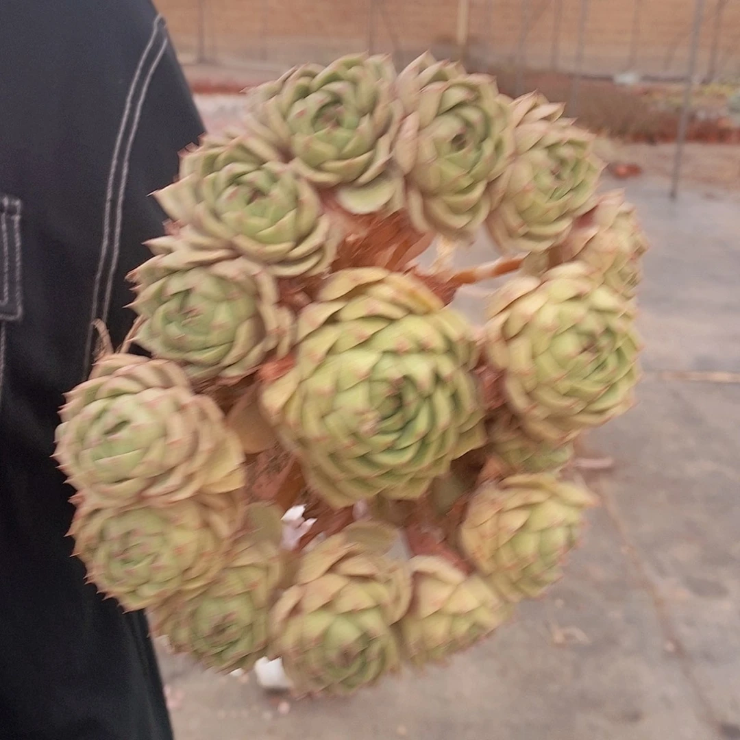 苯巴蒂斯手捧老桩