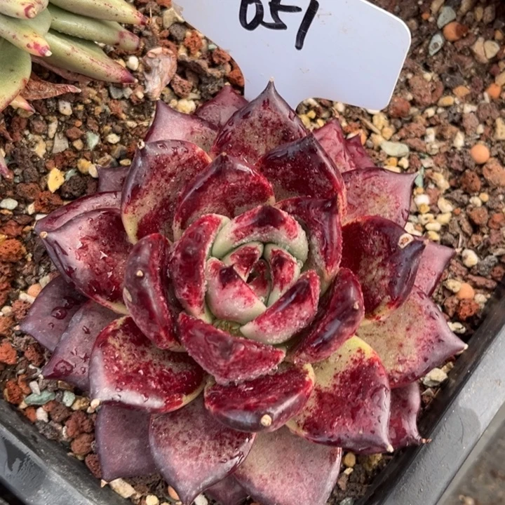 651多肉大漏888.0888888888