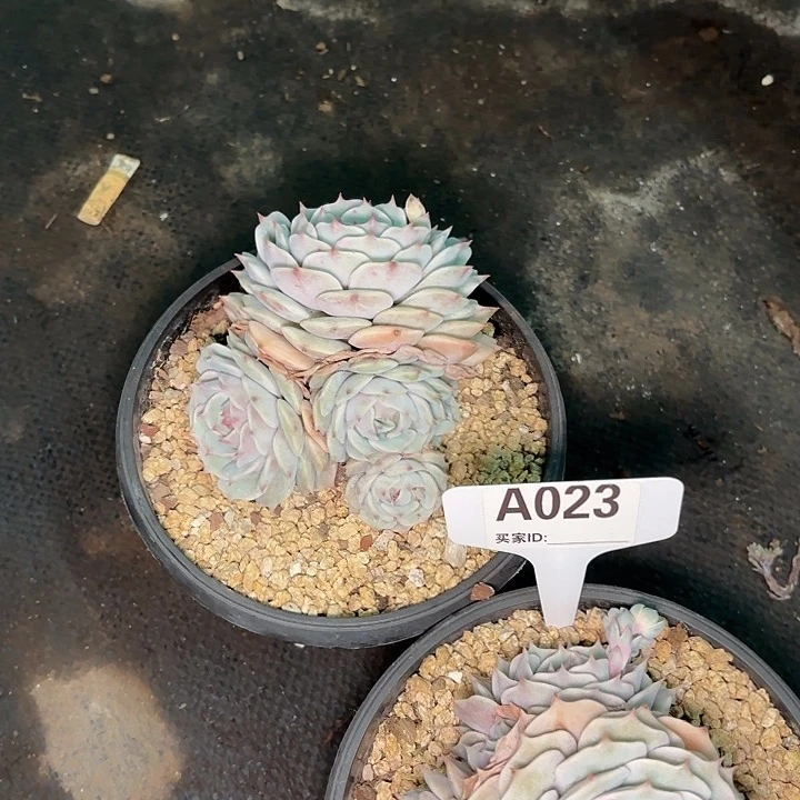 D****n露娜一物一拍A023