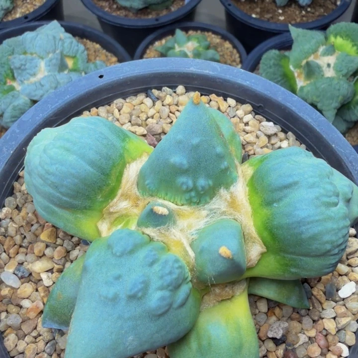 外星怒家的外星怒苗