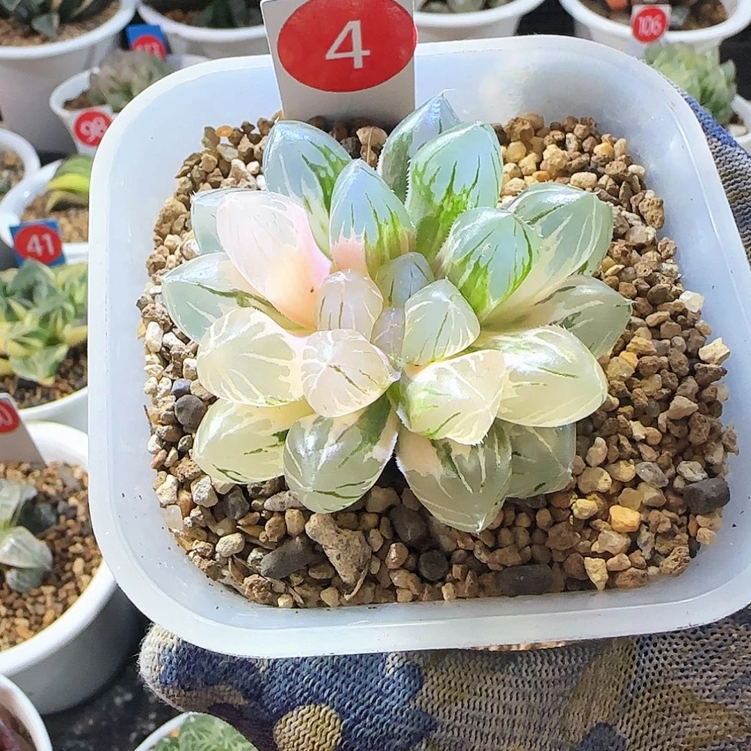 4号紫王玉露锦 5.5 厘米左右一物一拍带盆发货