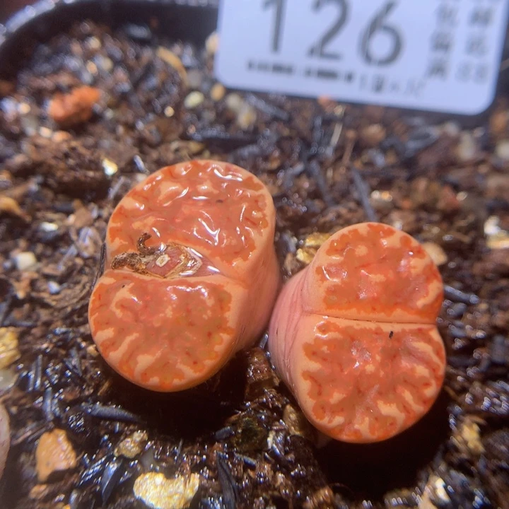 精品生石花26.126