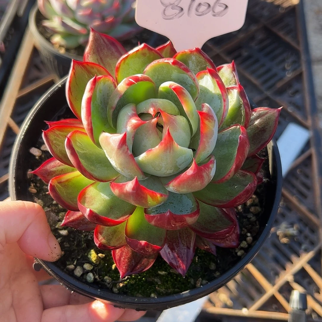 惊鸿仙子一物一拍8106号