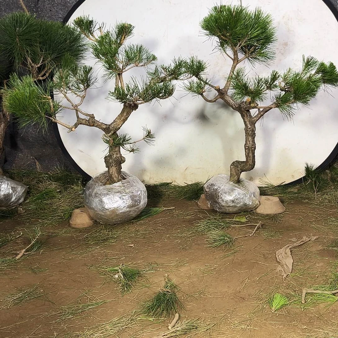 过***客无花朵黑松32222222222