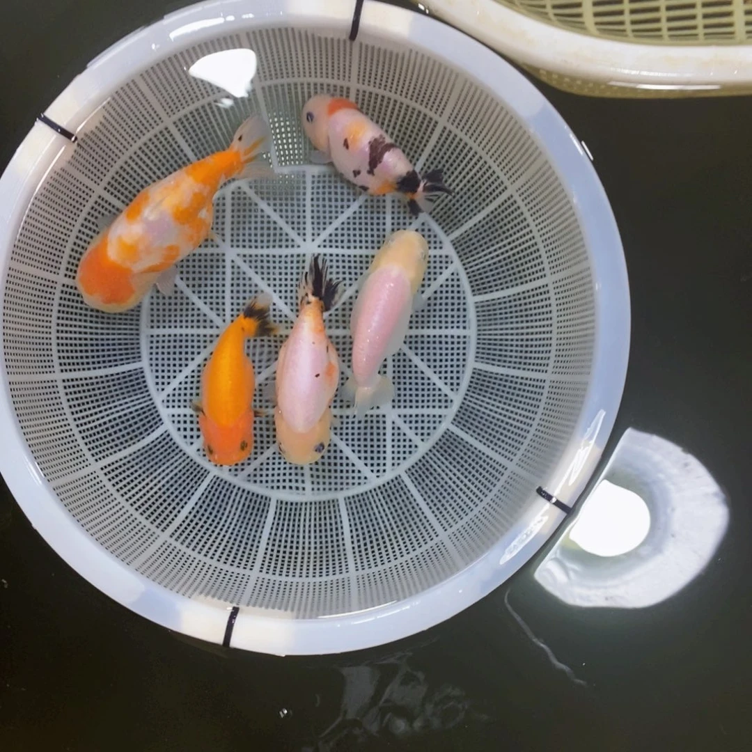金鱼饭*不包邮落地包损包健康