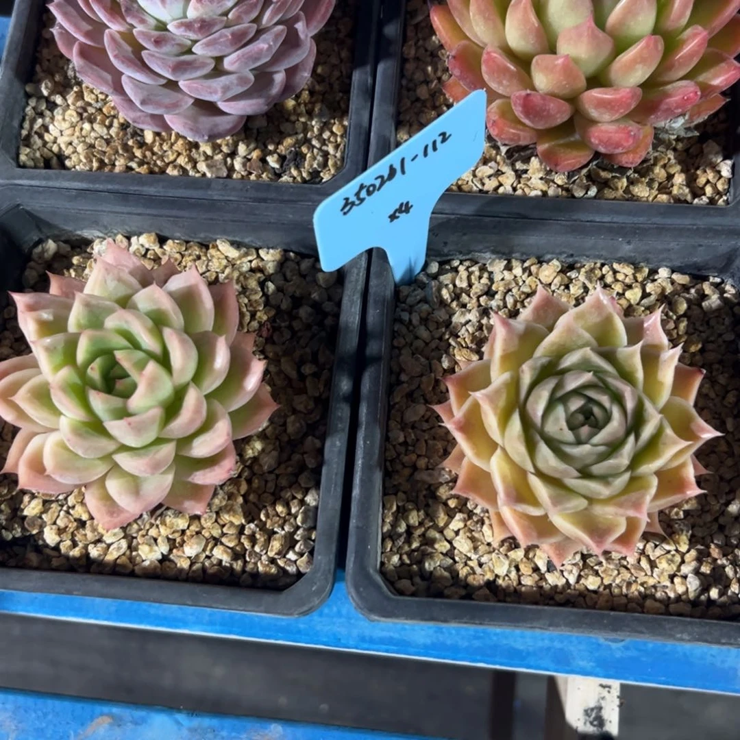 a***e350201-112杂交一组4颗