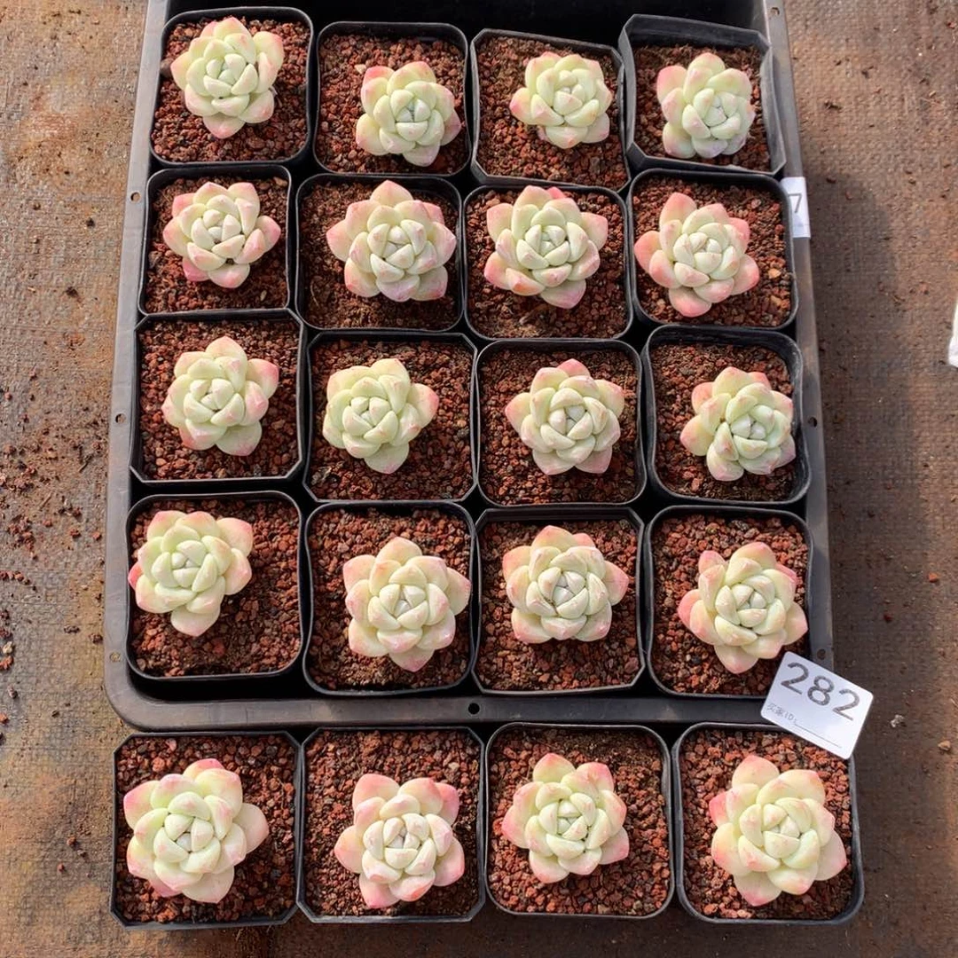 282号新疆西藏内蒙古不包邮的