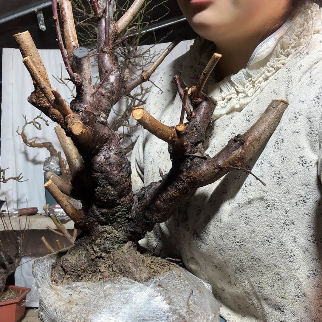 秋***园无花朵龙游等旅游景点和景点