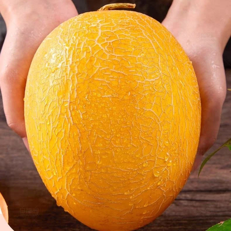 正宗新疆金色年华黄金哈密瓜脆甜多汁当季新鲜水果火焰