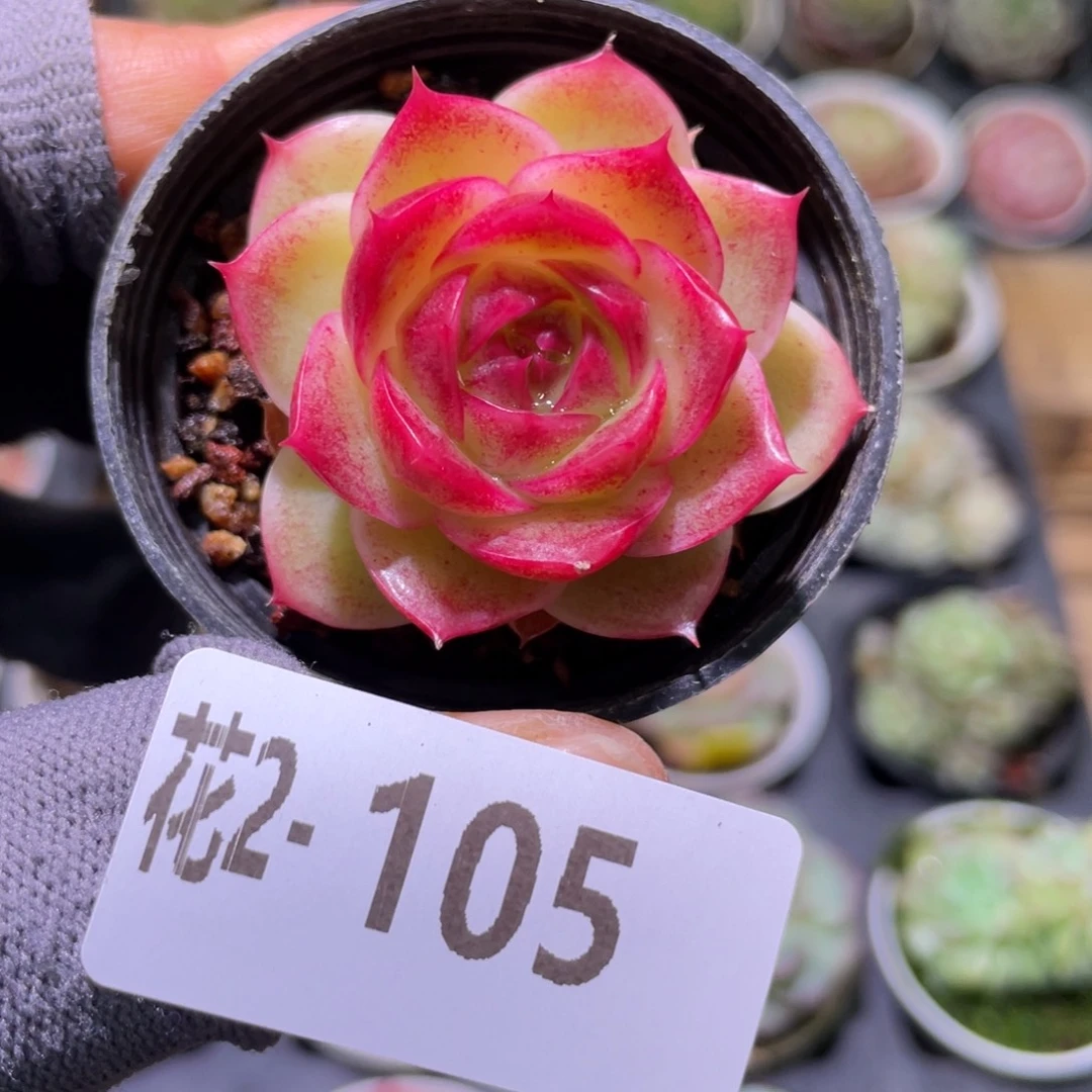 花利美  2-105麦秆