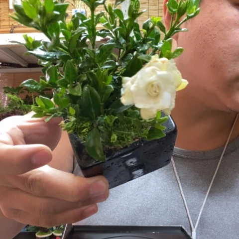 红陶一物一拍所见即所得31