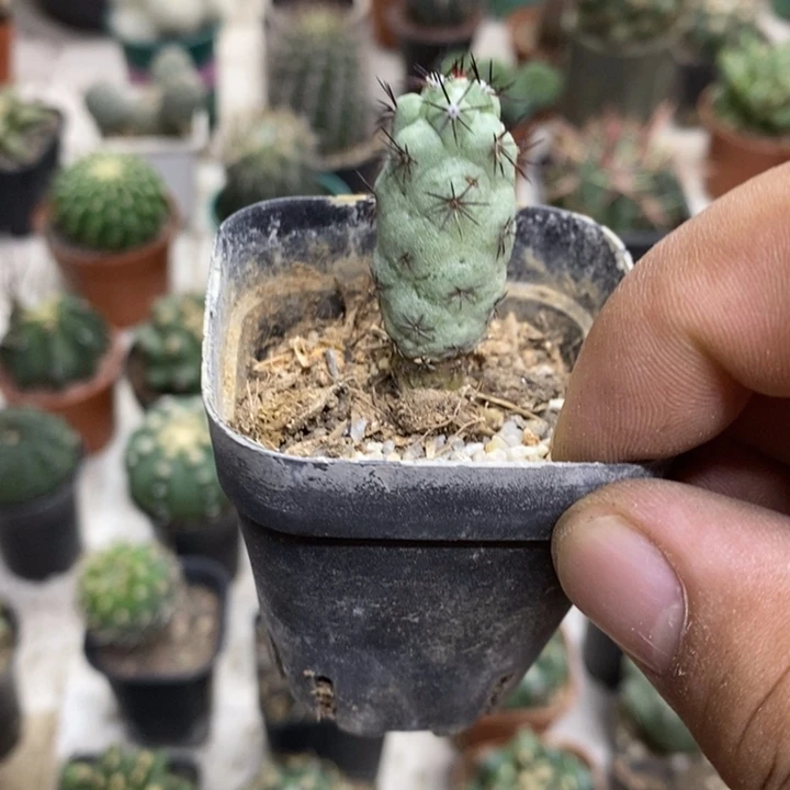 黑刺帝王丸特价福利