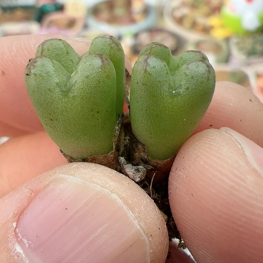 【闪购商品】110 秒