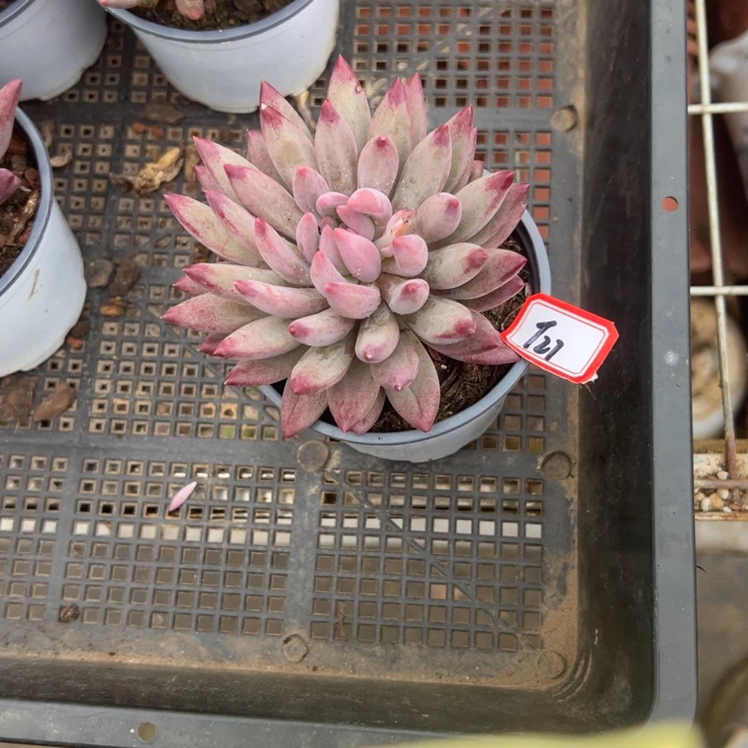 ****琛精品多肉植物老桩