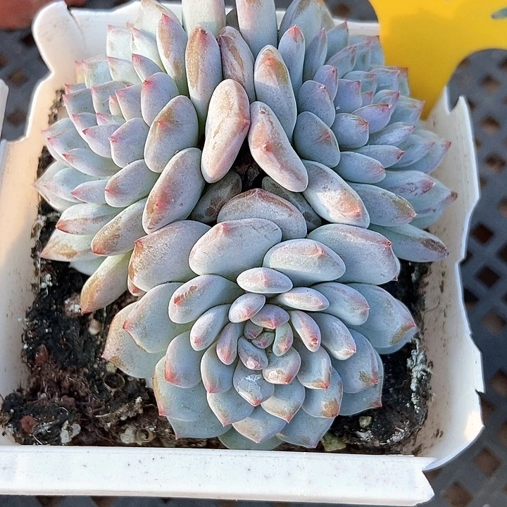 多肉植物与芙蓉643