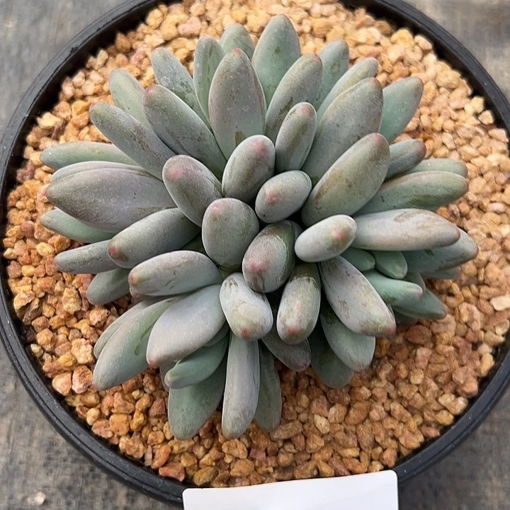 1231215 企鹅杂朵朵群生6头