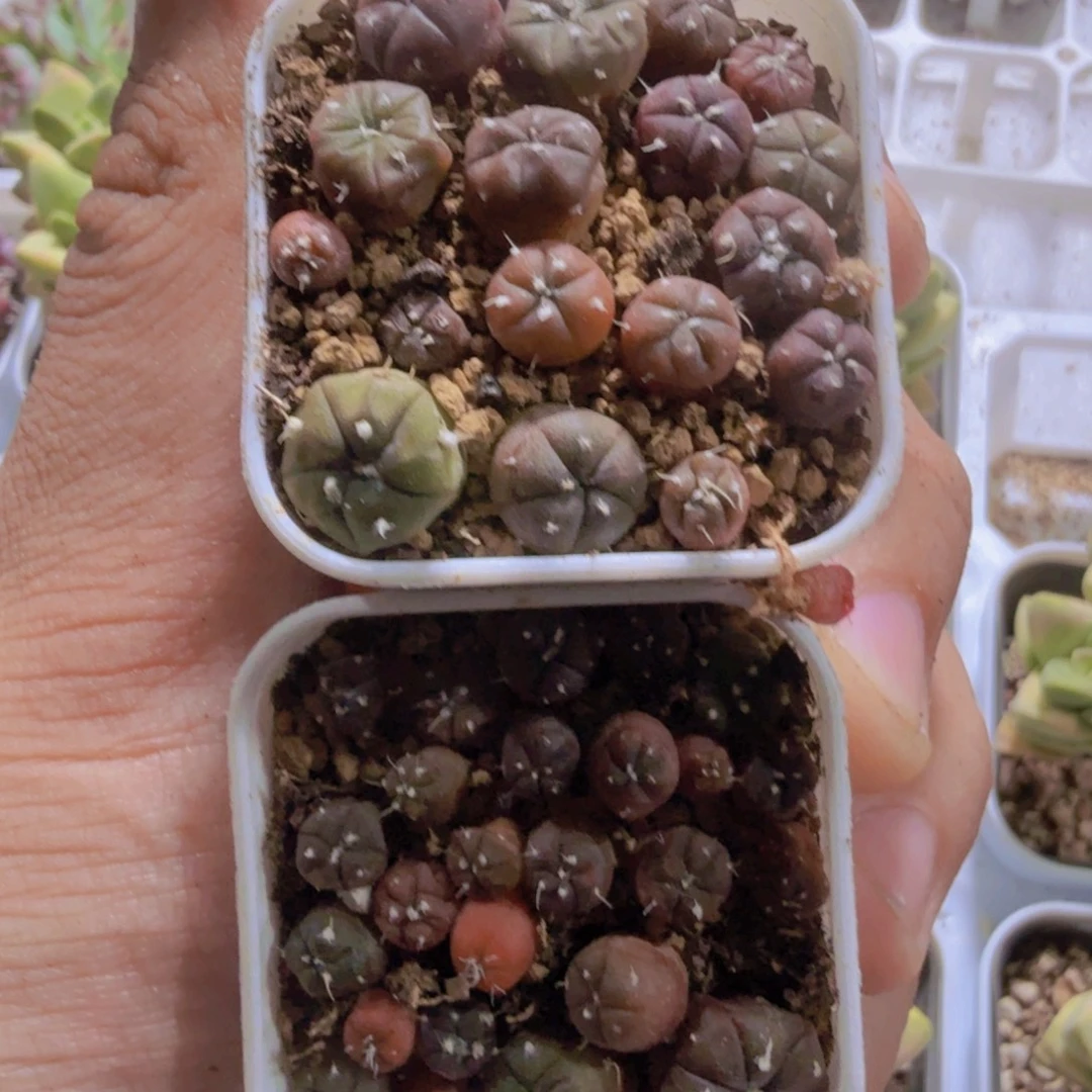 星兜锦一盆福利多肉
