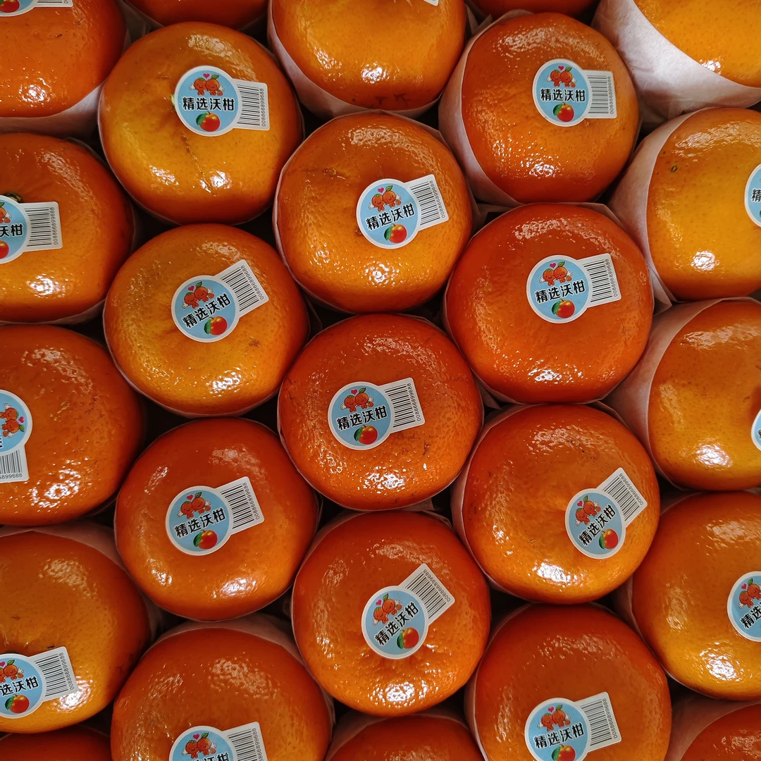 精品沃柑礼箱，净果八斤左右
