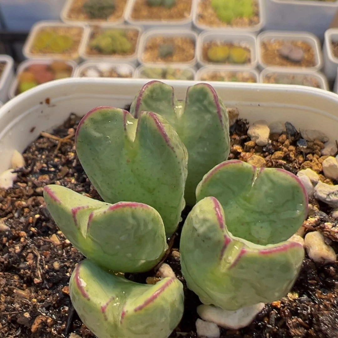 201多肉植物百科植物