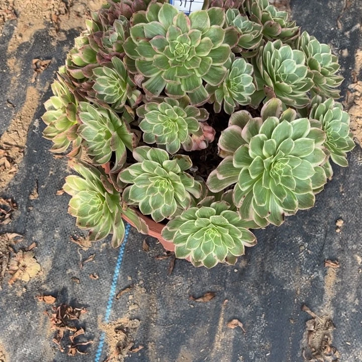 319莲花多肉植物法师