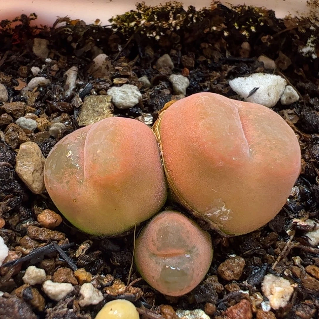 012多肉植物组合