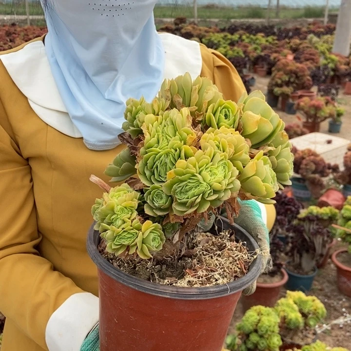569绿羊绒缀化老桩朵朵