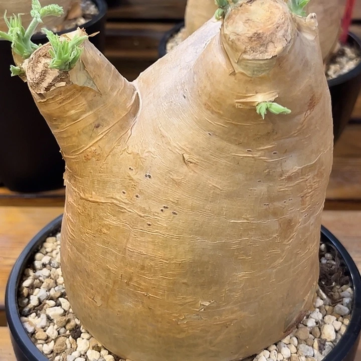 潮流植物安哥拉葡萄翁D07福利