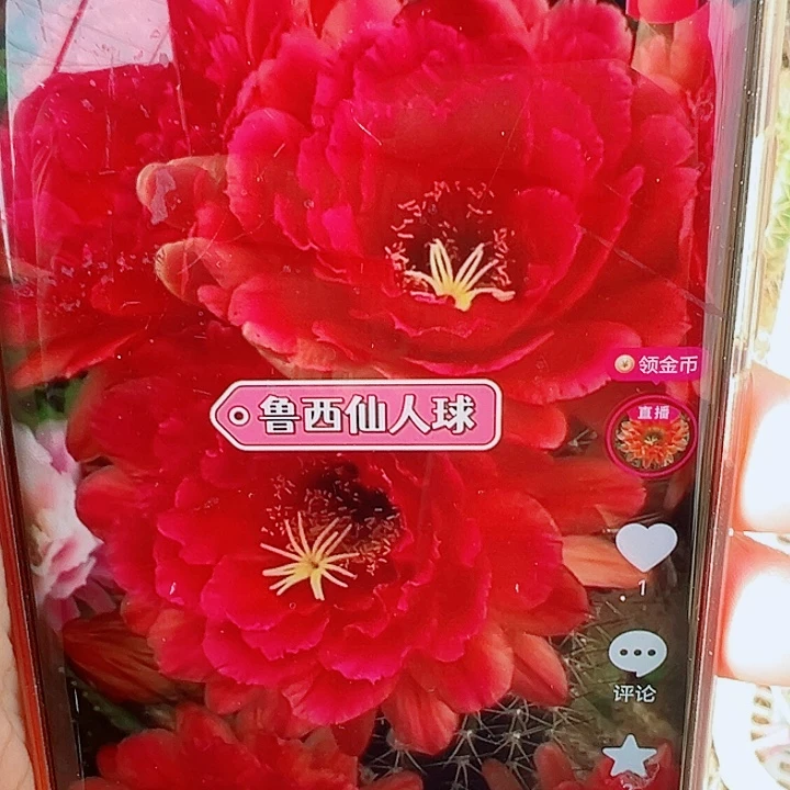 毛花柱  455  15公分左右    瑕疵