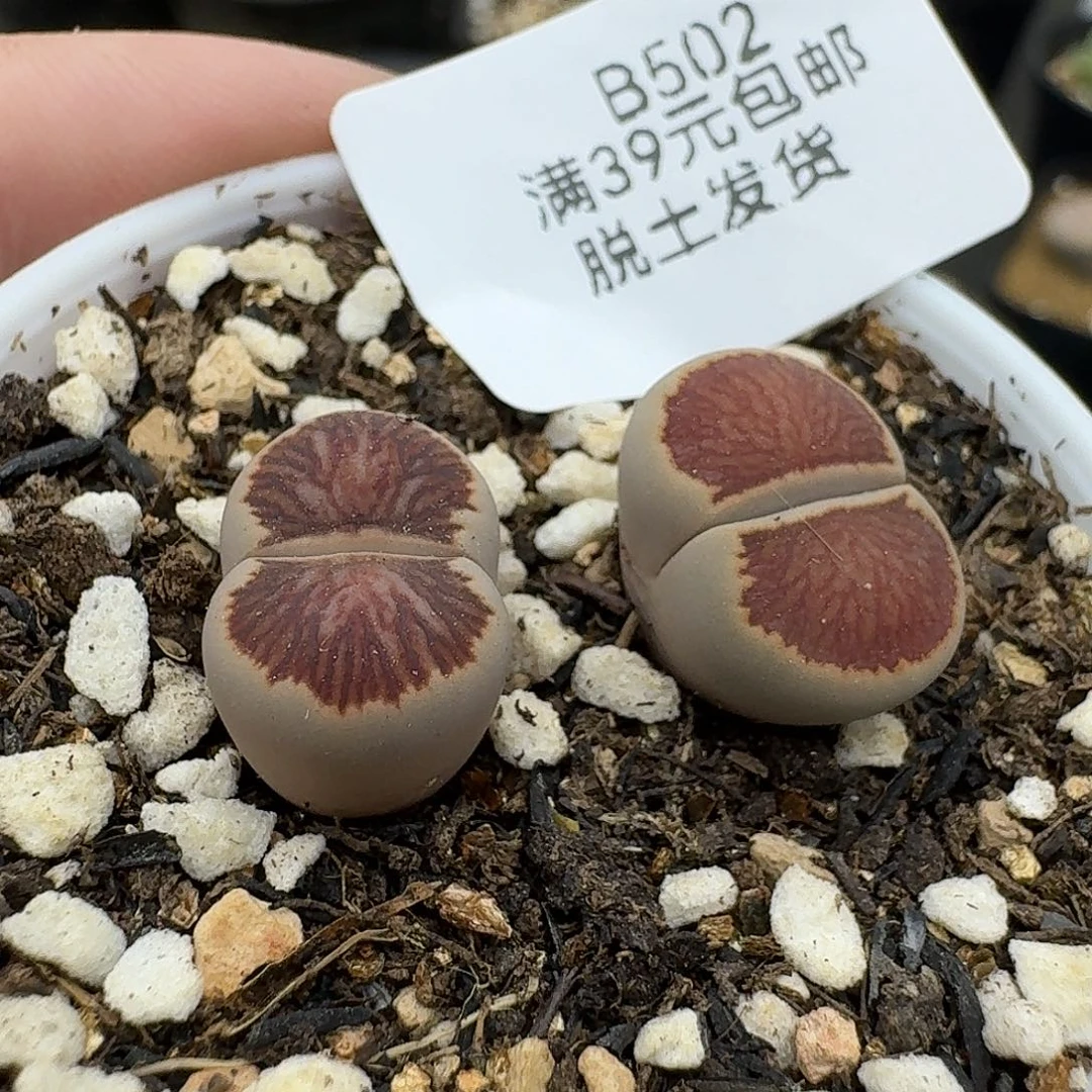 502哈哈哈哈哈哈哈哈哈