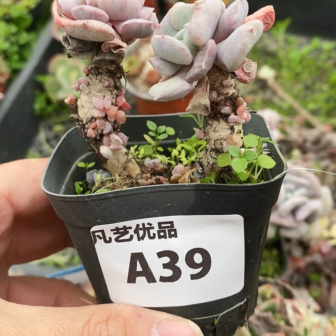 一物一拍A39满9.9包邮
