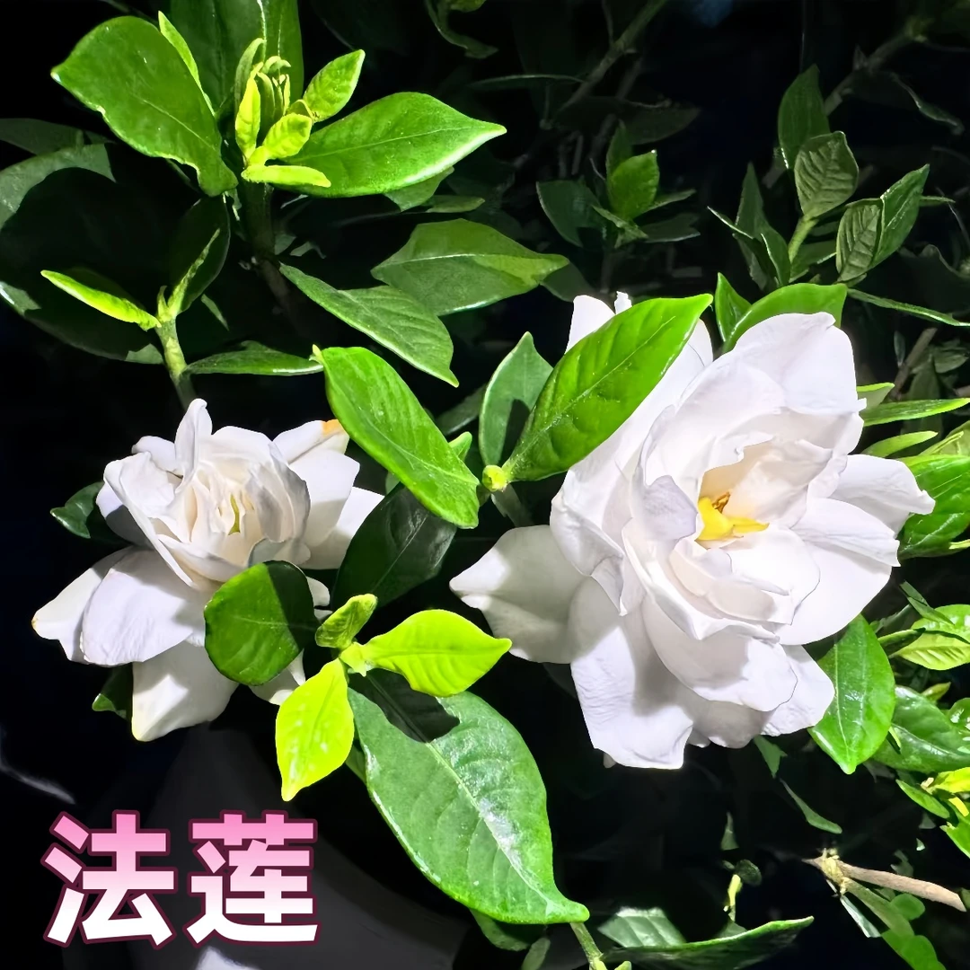 【法莲】重瓣稀有栀子花贵货品种小叶浓香耐热绿植花卉室内外植物
