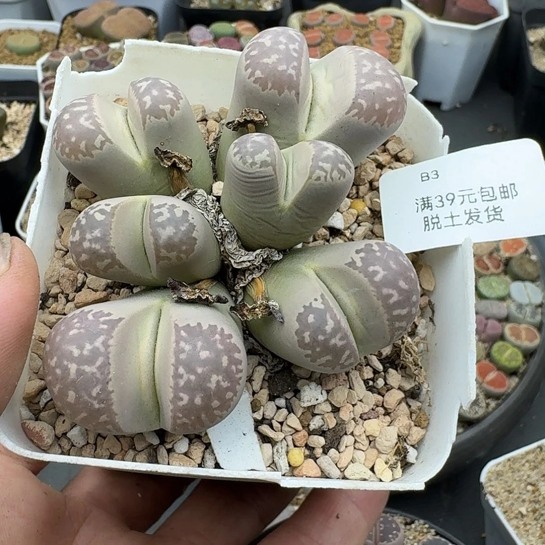 3多肉哈哈哈哈哈哈哈哈