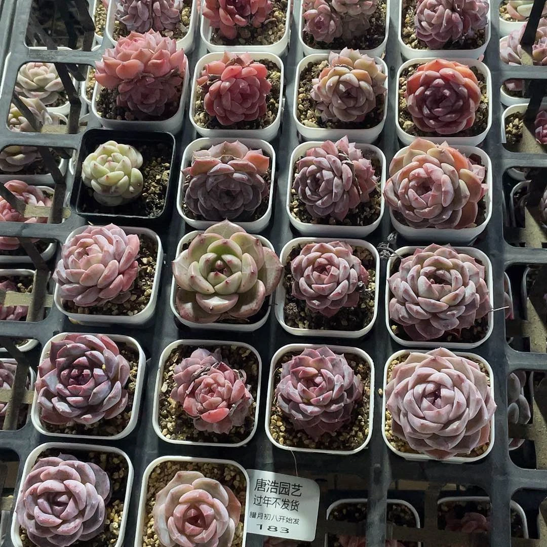 糖心混一物一拍183