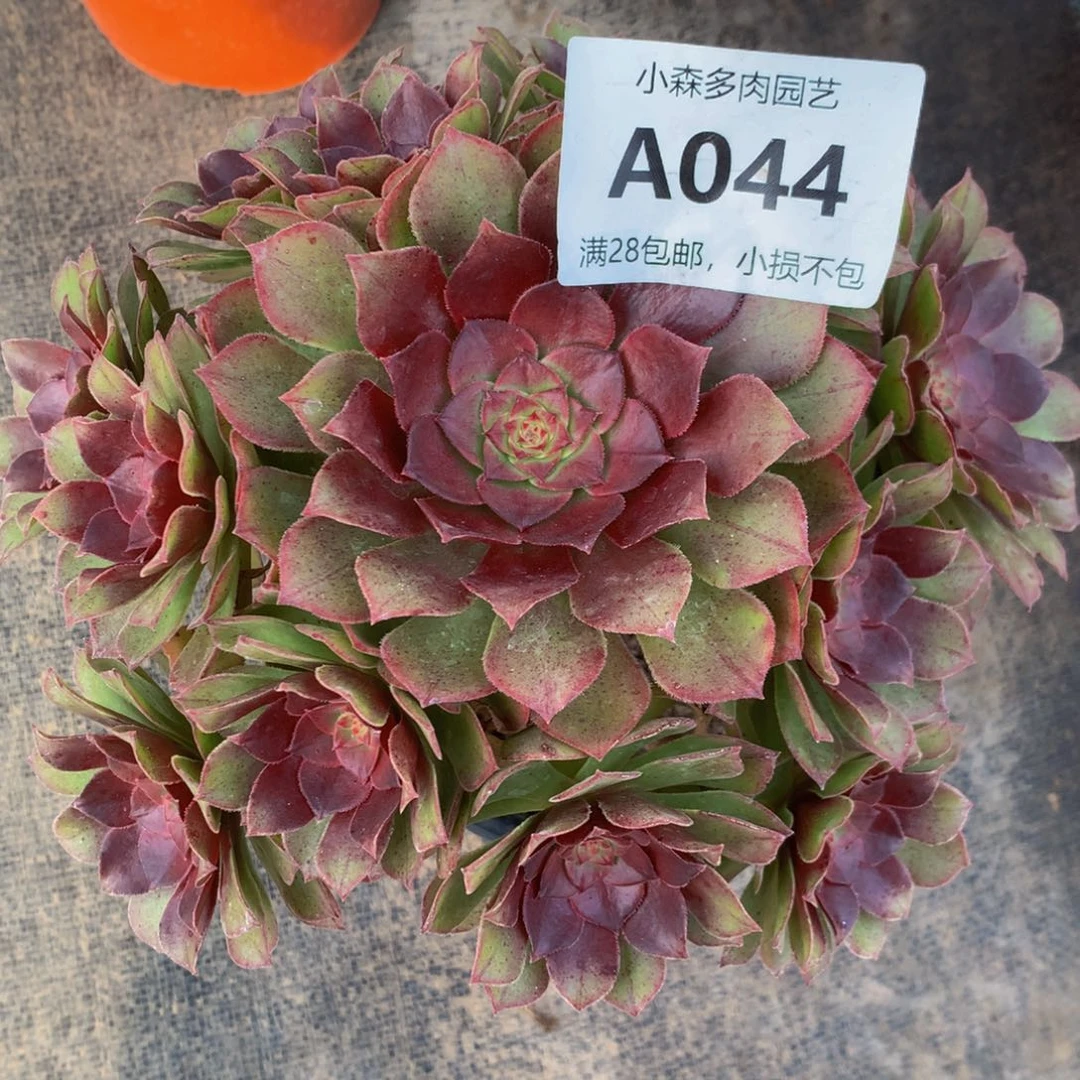 保**暖红魔044000000