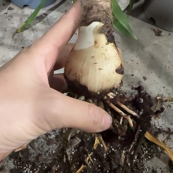 清秀佳人4cm，裸球发货