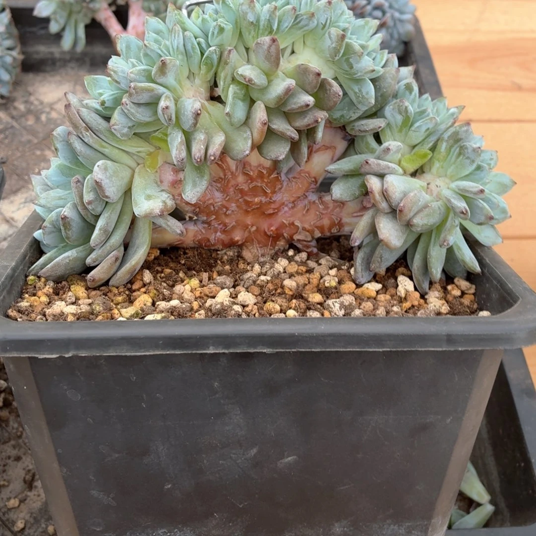 片***片片片专拍星影朵朵八爪鱼寄养