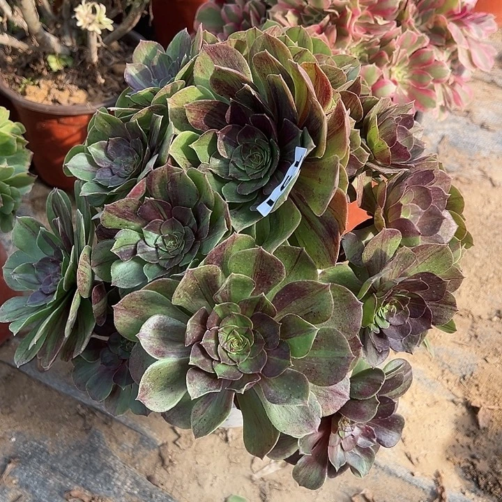 有断枝不周正花月夜191
