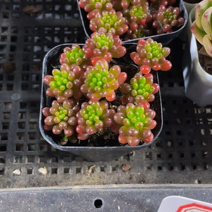 6.5方红浆果带盆土发