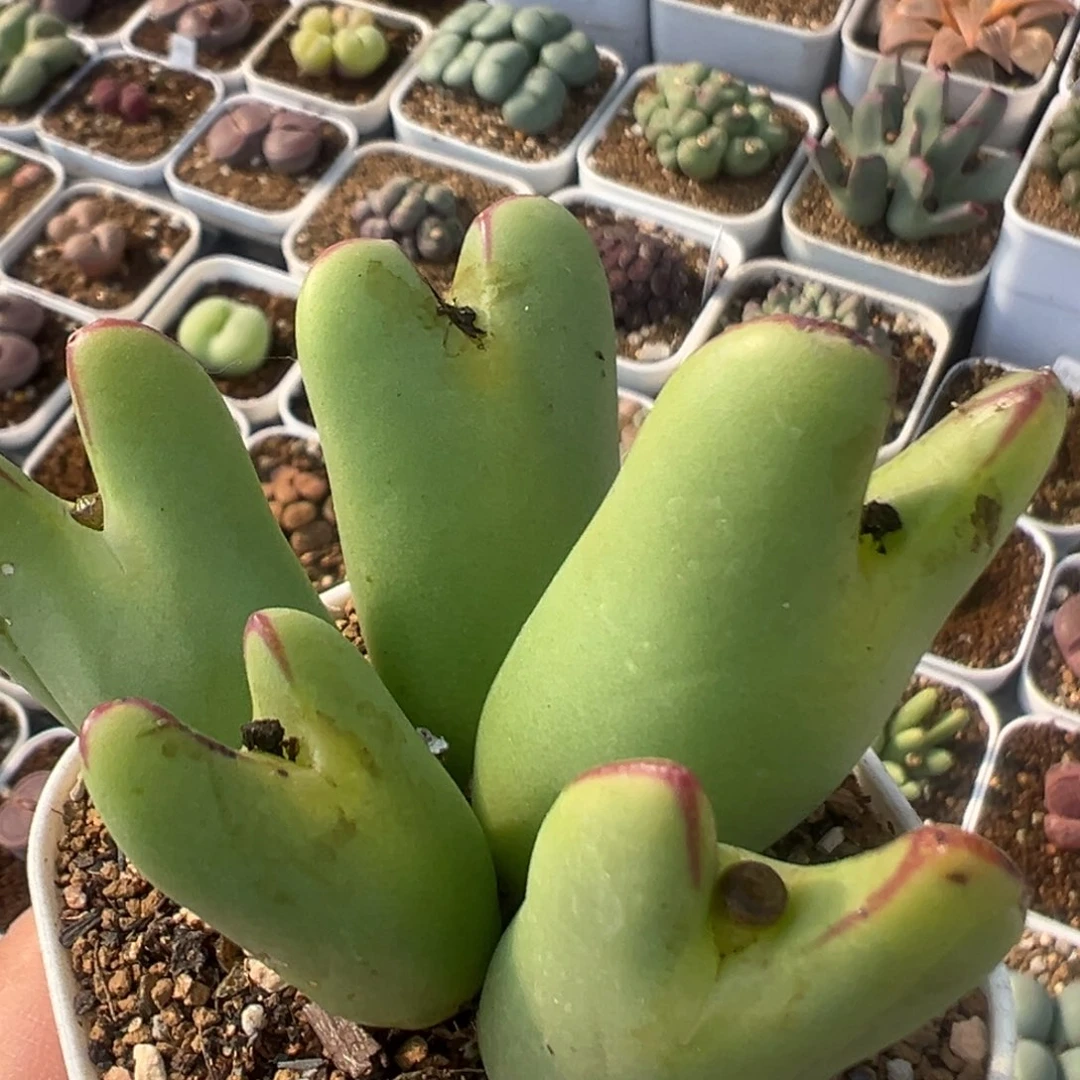 236多肉植物百科植物