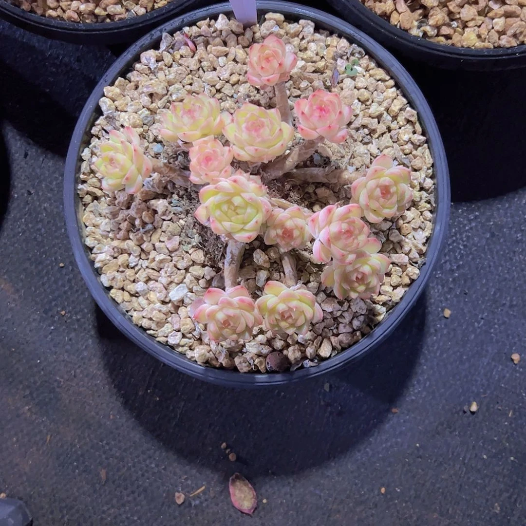 ?****花1202女王麦杆48。。。