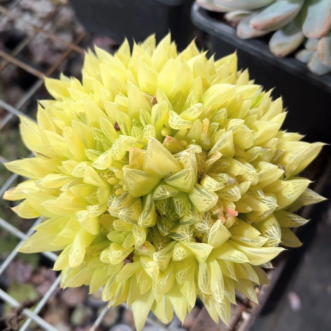 黄金玉露多肉11㎝盆