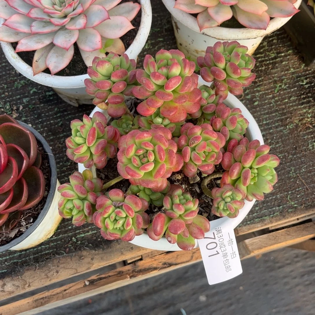 701阳光玫瑰多肉植物