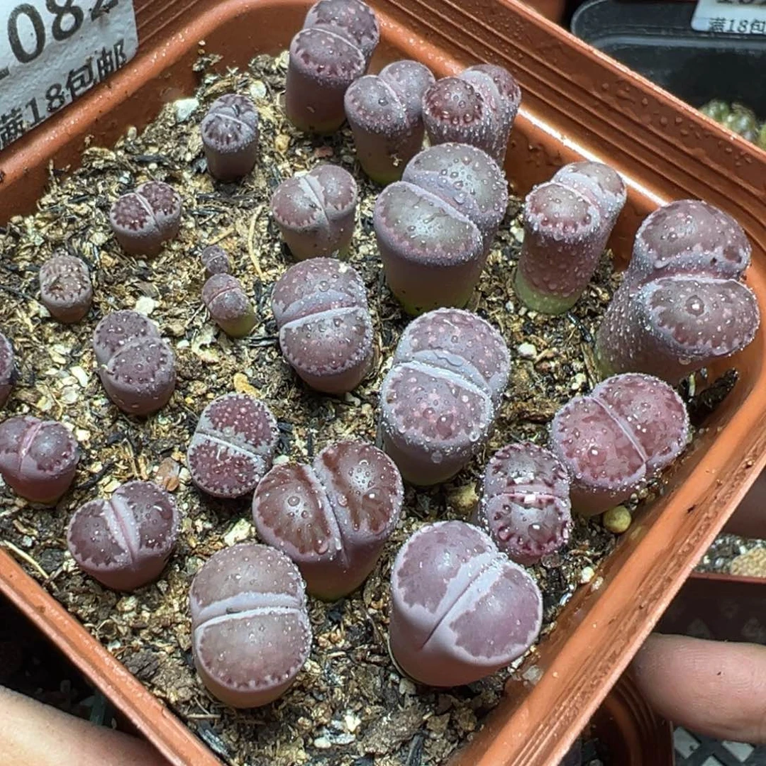 【闪购商品】 1082。