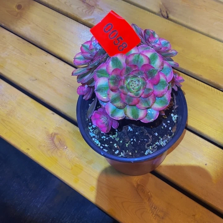 爱***菇0058多肉植物中奖