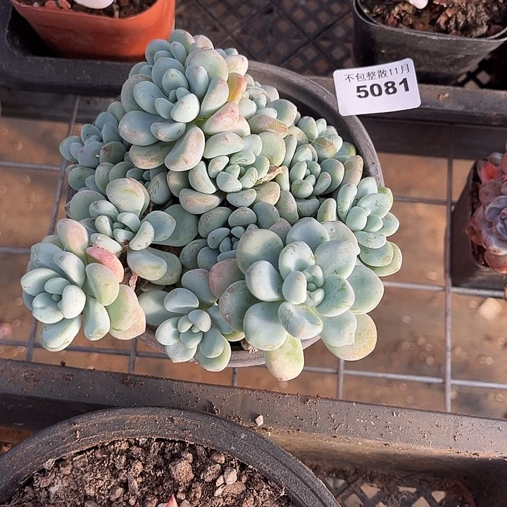 阿雅园艺。      5081劳尔