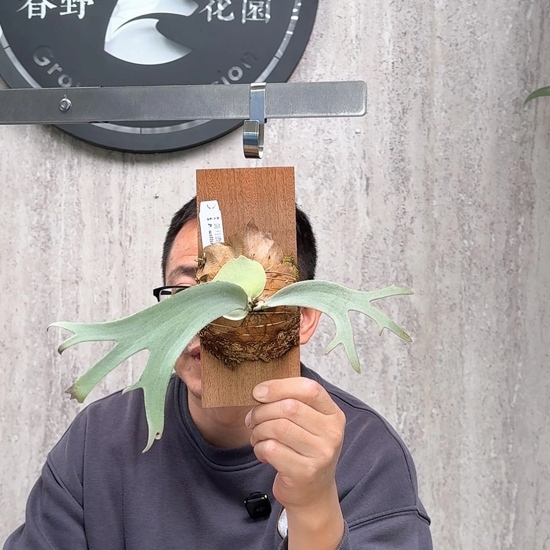 不开花植物黄月鹿角蕨书签板