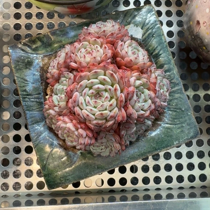 白胖子群生大年份的人