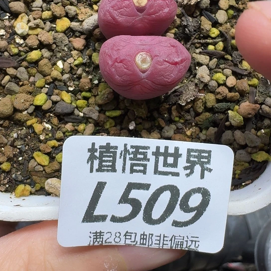 多肉植物的人生fgh