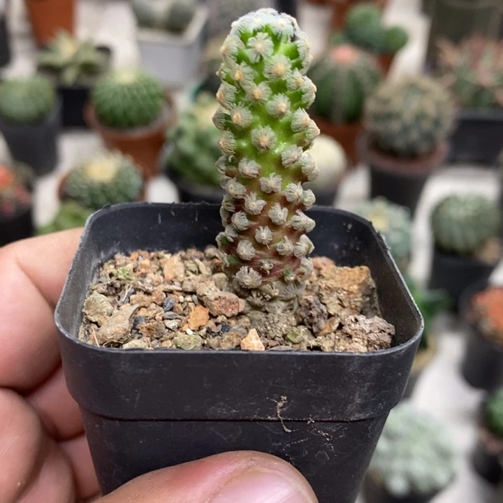 戴斯特价福利特价